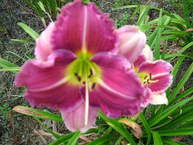 55 best fl lily images on pinterest irises lilies and lily what s the average flower size