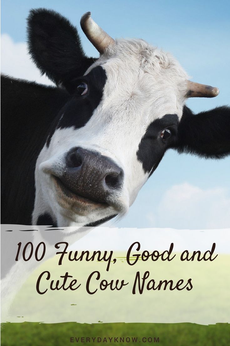 100 funny good and cute cow names pet pinterest cow names