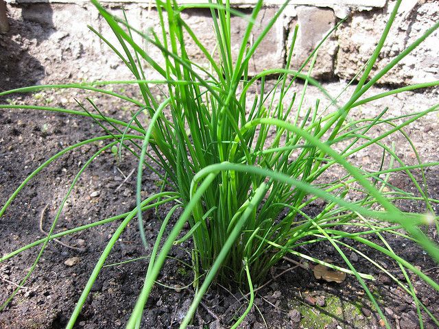 How To Grow Chives From Seed Growing Chives Herbs Planting Herbs