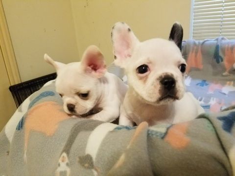 French Bulldog Puppy For Sale In Houston Tx Adn 57851 On