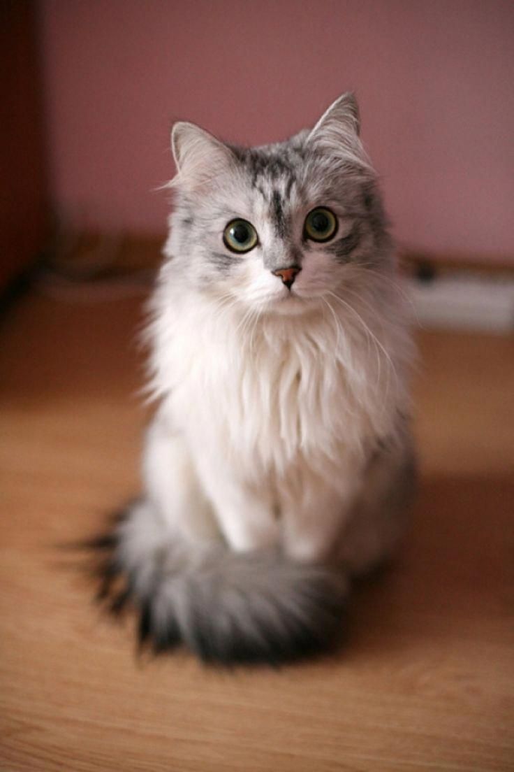 Top 6 Signs That Show Your Cat Is Happy Welfar4us In 2020 Cute Animal Photos Cat Photography Kittens Cutest