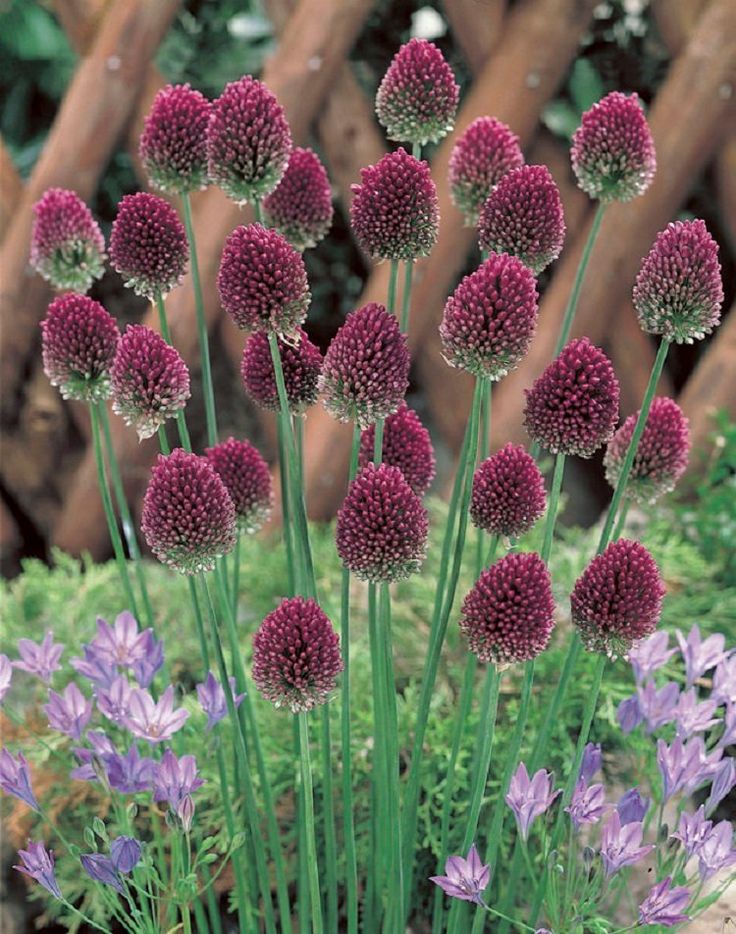 purple bulb flower spring