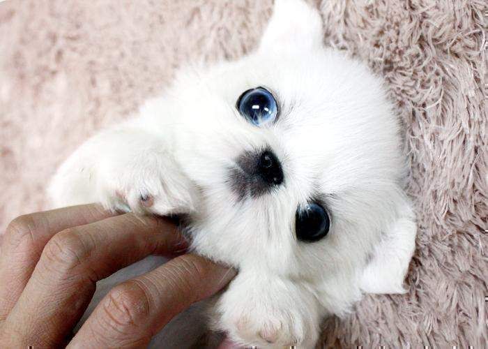 Teacup Pekingese Puppie Pekingese puppies, Pekingese, Puppies for sale