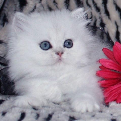 White Persian Kittens Repayment for Sale In Az White Persian Kittens For Transaction In Az