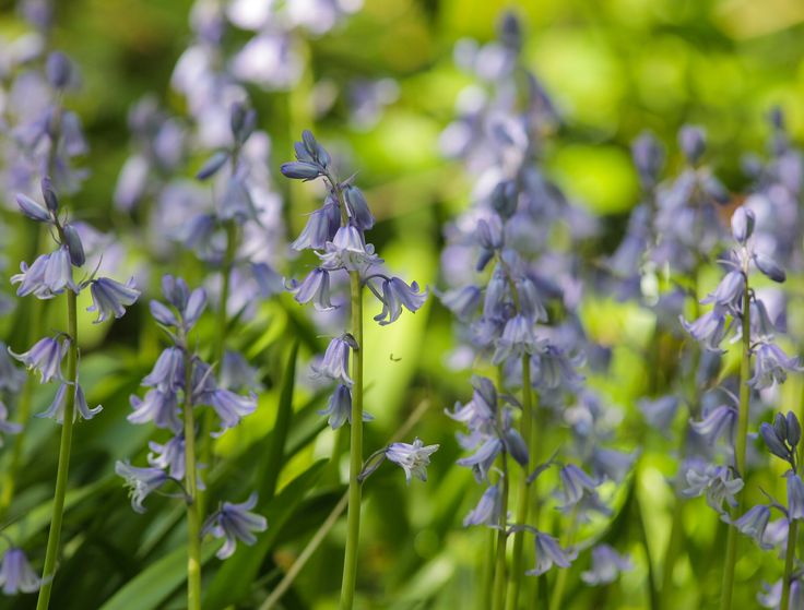 ✔️13+ Common perennial flowers uk - information Popular 6 7ae4008487855aaed152f83e48c12db5