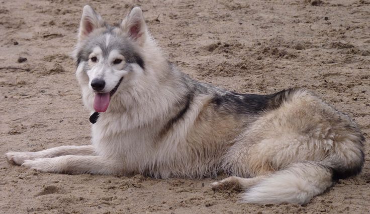 Native American Dog Breeders Uk Native American Dog Breeders Uk