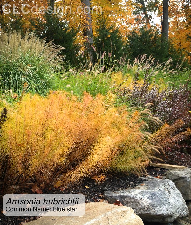 Fall Landscaping Tips 14 best Амсония images on pinterest | perennials, arkansas and Fall Landscaping Tips 14 best Амсония images on pinterest | perennials, arkansas and