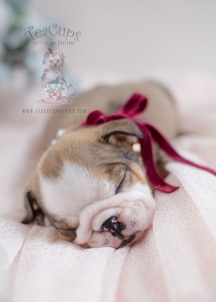 Best Dog Food For Senior English Bulldogs Best Dog Food For Senior English Bulldogs