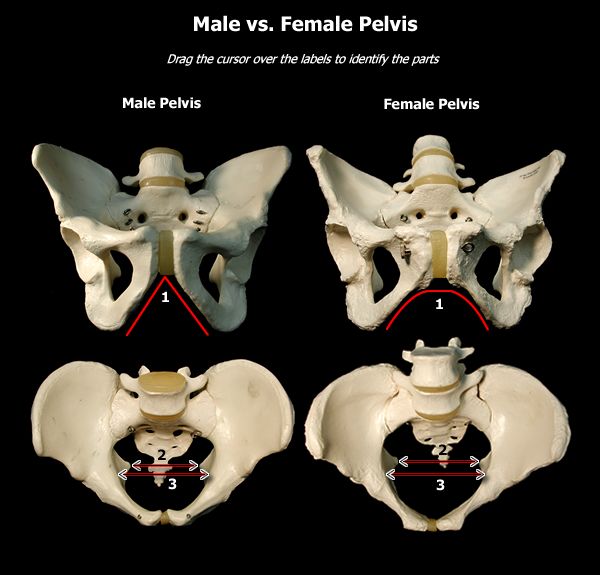 Human drawing reference, Art anatomy, Male vs female