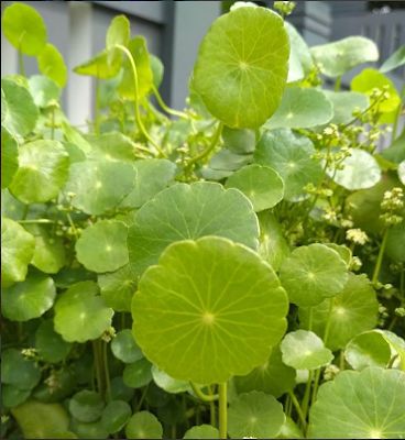 Para Que Sirve La Centella Asiatica Centella Decoracion De Acuarios Plantas