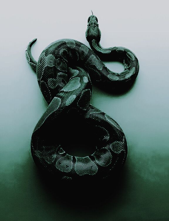Evil Is A Serpent