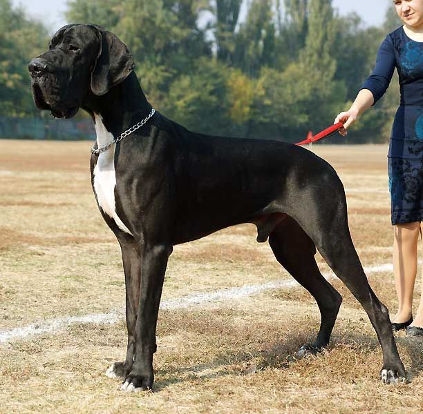 Giant Great Dane Guy