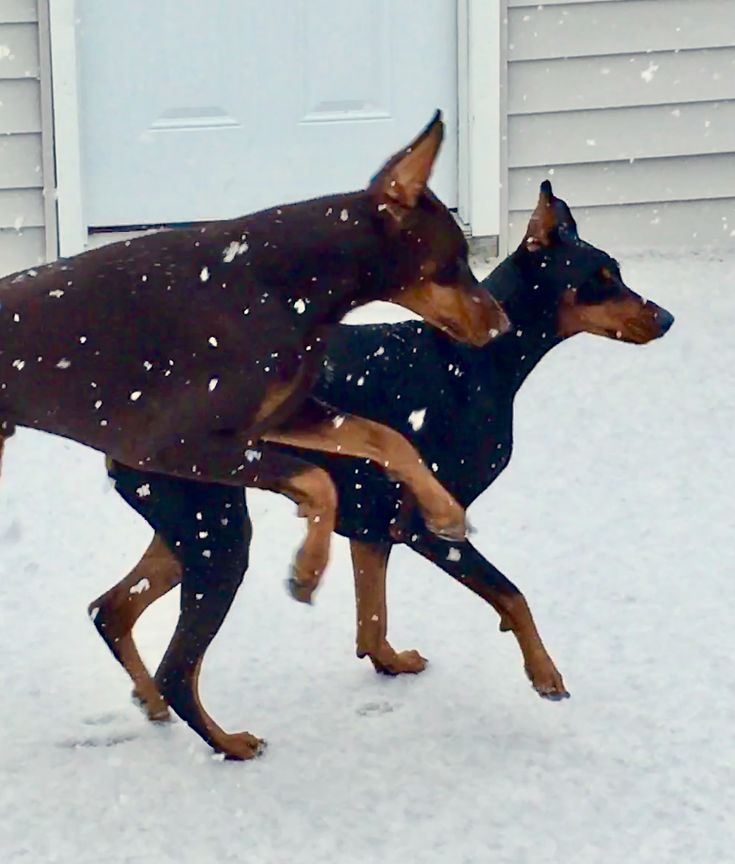 Pin By Kuro On Dogs Doberman Pinscher Doberman Doberman Dogs