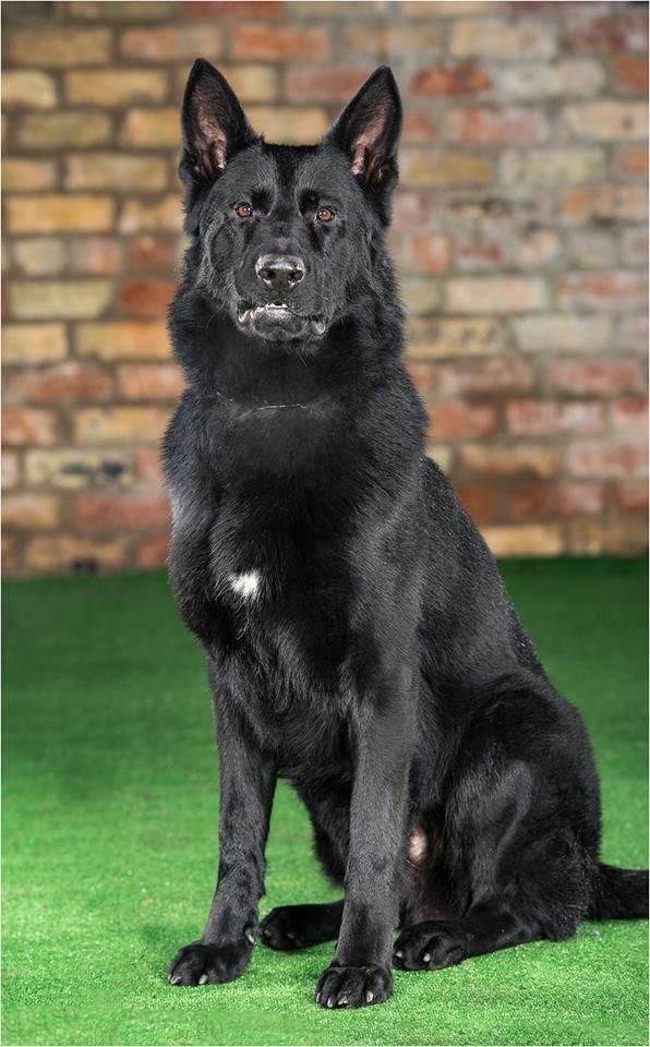 Hulking Dog Training Digging Dogtraining Dogstuffforpeople