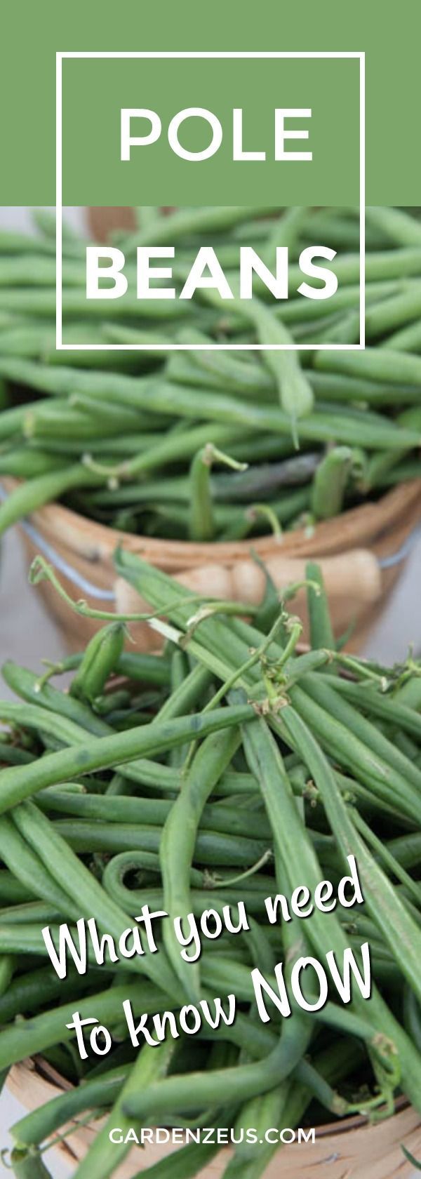 How To Grow Green Beans Your Family Will Beg For Growing Green Beans Plants Companion Planting