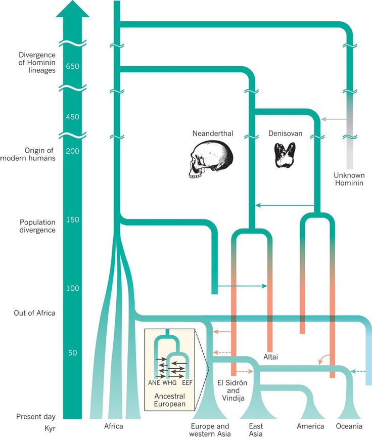 human evolution flowchart 42 best charts evolution images on human human evolution flowchart 42 best charts evolution images on human
