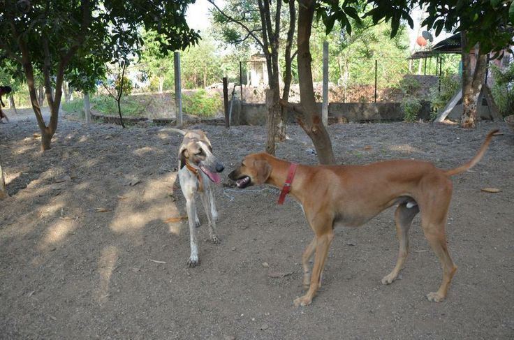 Saluki Dog For Sale In Pune Saluki Dog For Sale In Pune