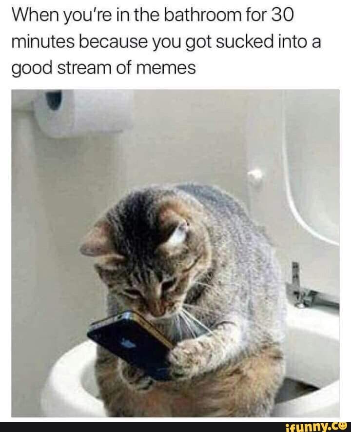 Teaching Your Cat To Use The Toilet Is A Bad Idea For So Many Reasons Ender The Cat Demonstrates One Or All Of Them Cat Training Cats World Toilet Day