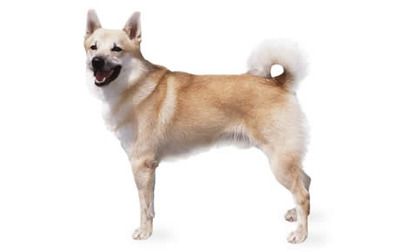 Dog Breeds Well Suited For Cold Weather Dog Breeds Well Suited For Cold Weather