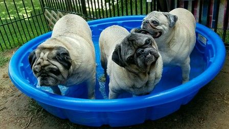 pug rescue in el paso tx 58 best pug rescue networks 2017 calendar contest entries images on pug rescue in el paso tx 58 best pug rescue networks 2017 calendar contest entries images on