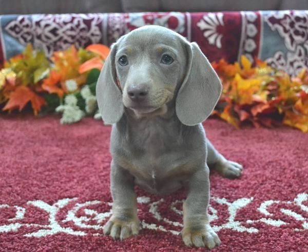 Dapple Dachshunds Dachshund Breed Dachshund Puppies