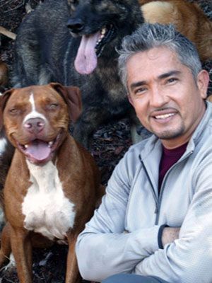 Cesar The Dog Whisperer Crate Training Cesar The Dog Whisperer Crate Training