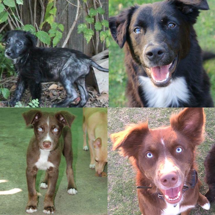 australian shepherd or border collie 75 best dogs images on pinterest border collie crosses and animals australian shepherd or border collie 75 best dogs images on pinterest border collie crosses and animals