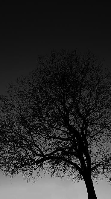 Download 400+ Wallpaper Black Tree HD Terbaru Download 400+ Wallpaper Black Tree HD Terbaru