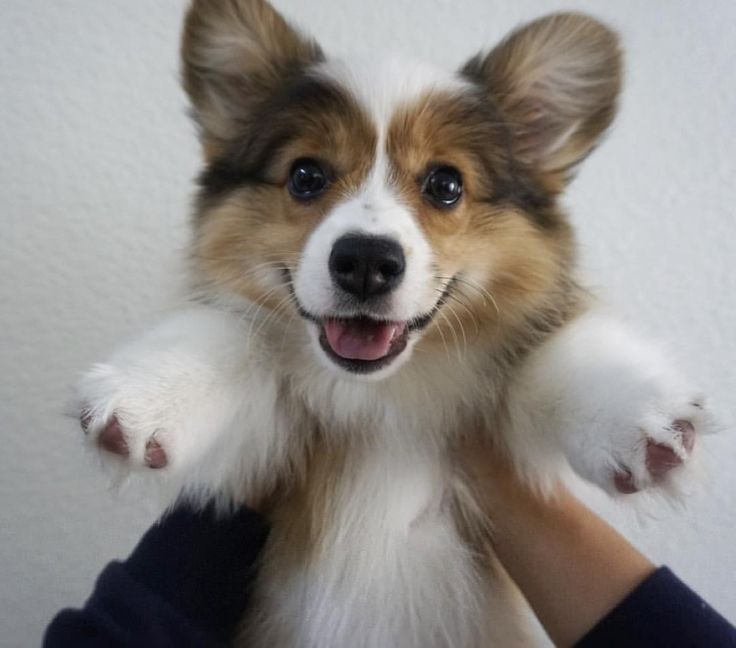Dog Collars For Corgis Dog Collars For Corgis