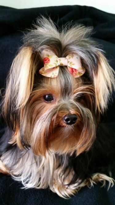 teacup yorkie diapers best 25 teacup yorkie ideas on yorkie teacup puppies mini yorkie and teacup yorkie diapers best 25 teacup yorkie ideas on yorkie teacup puppies mini yorkie and
