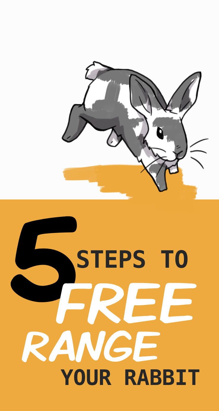 rabbit pet insurance us