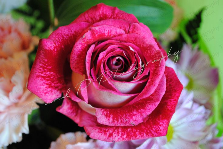 Roses Digital Photography Pink Rose Pink Flower Photograph Wall Art Home Decor Wedding Gift Rose Flower Fine Art Flower Pink Rose Rosor