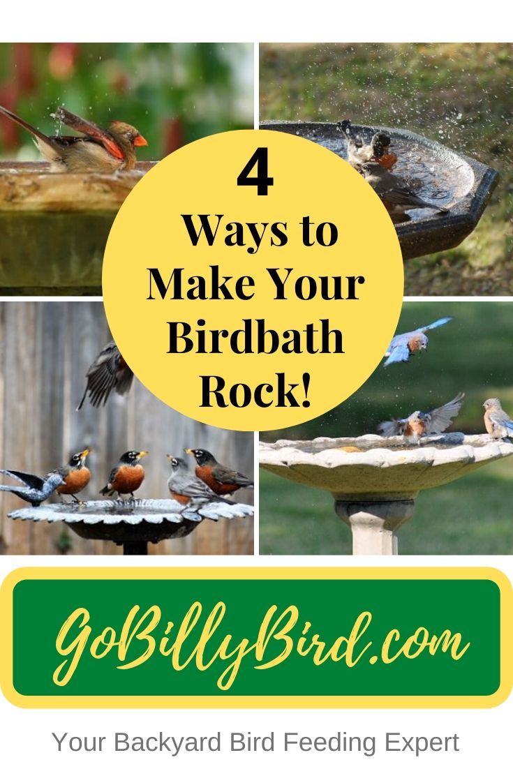 How To Attract Birds Fast For Backyard Bird Watching How To Attract Birds Backyard Birds Watching Wild Birds Unlimited