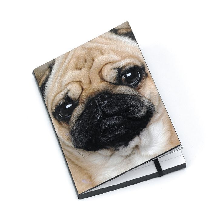 pugs accessories 48 best i pugs accessories images on uk pugs accessories 48 best i pugs accessories images on uk
