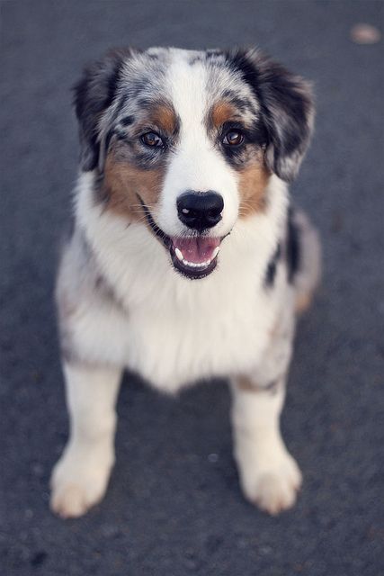 australian shepherd or german shepherd best 25 aussie dogs ideas on pinterest mini aussie mini aussie australian shepherd or german shepherd best 25 aussie dogs ideas on pinterest mini aussie mini aussie