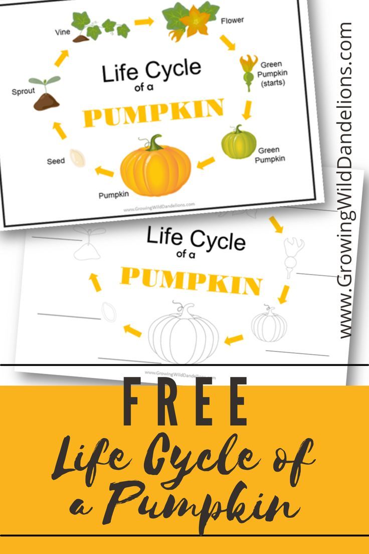 FREE Life Cycle Of A Pumpkin Printable Halloween science experiments FREE Life Cycle Of A Pumpkin Printable Halloween science experiments