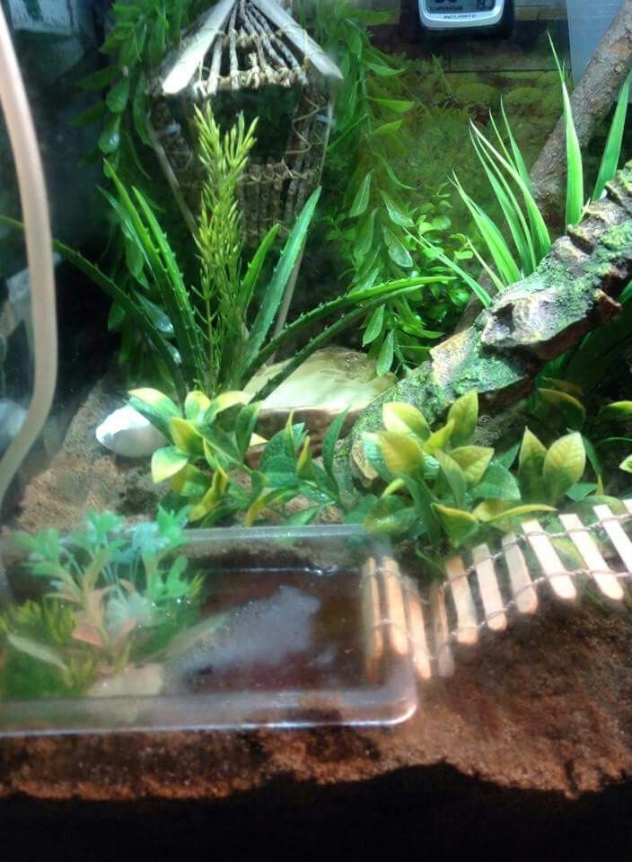 33 hermit crab tank that s easy to create dog