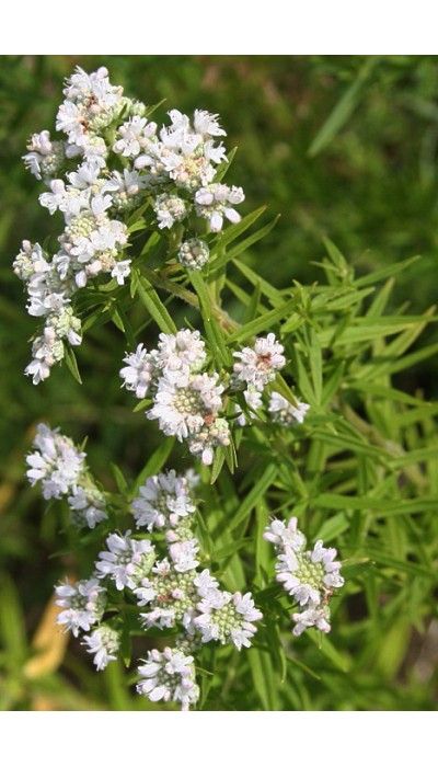 pycnanthemum virginianum pycnanthemum virginianum