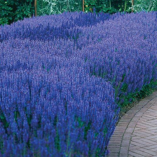 271 Best Perennial Flowers Images On Pinterest