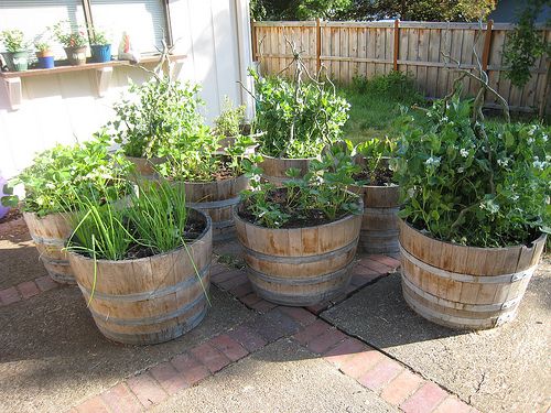 25 Best Container Vegetable Gardening Ideas On Pinterest 66 Things You Can Grow At Home In Containers Without A Garden