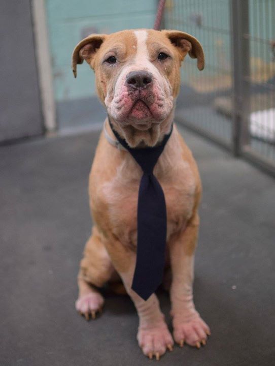 Dog Day Care Brooklyn Nyc Dog Day Care Brooklyn Nyc