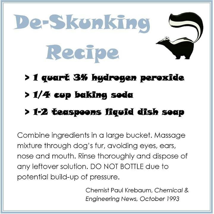 puppy breath smells like skunk best 25 skunk spray ideas on skunk pet platypus and platypus animal puppy breath smells like skunk best 25 skunk spray ideas on skunk pet platypus and platypus animal