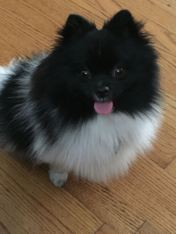 pomeranian Inland Empire pomeranian Dogs & puppies For