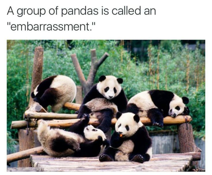 Are pandas in japan