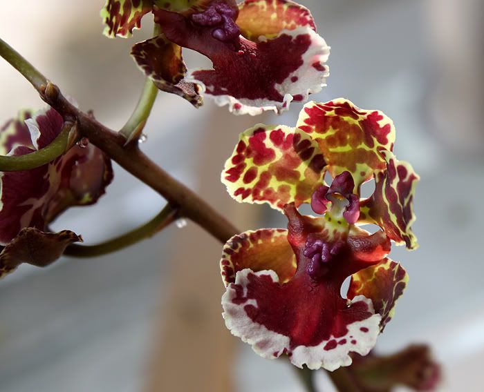 Dancing lady plant