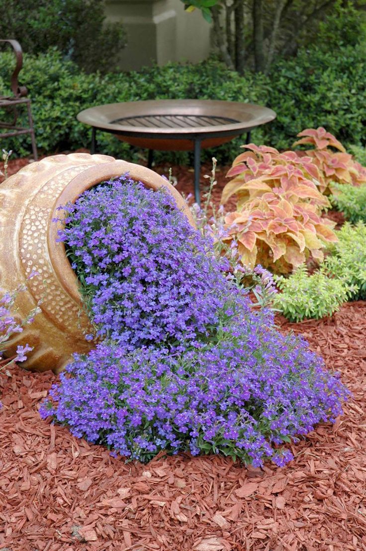 best 25+ creeping phlox ideas on pinterest | phlox flowers best 25+ creeping phlox ideas on pinterest | phlox flowers
