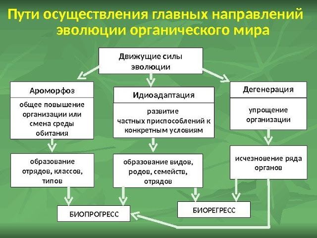 Понятие о макроэволюция.