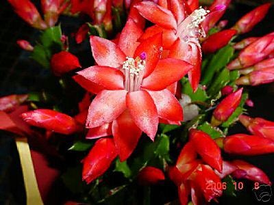 49 Best Zygo Cactus Images On Pinterest Succulents May Flowers Christmas Cactus Desert Cactusred Cactuseaster Cactusplant Carechristmas
