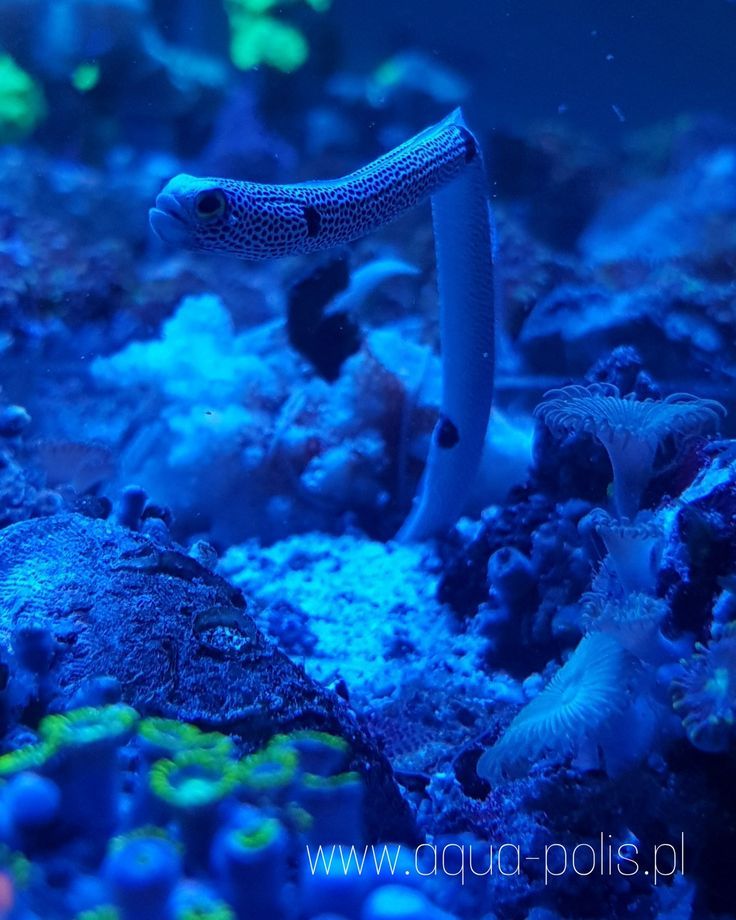 Heteroconger Hassi Spotted Garden Eel Aqua Polis Tank Polis