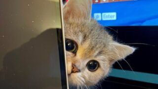 ラブラブ 過ぎる 2匹の 猫さん 抱き合ってしっぽで作るハートマークが話題 もふたん 21 子猫 動物 猫 ラブラブ 過ぎる 2匹の 猫さん 抱き合ってしっぽで作るハートマークが話題 もふたん 21 子猫 動物 猫